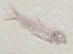 Mioplosus & Knighta Fossil Fish Association - Wyoming #36942-3